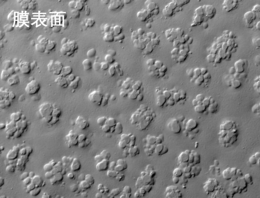 抖圈人生就是搏燒結(jié)管式膜電鏡照片